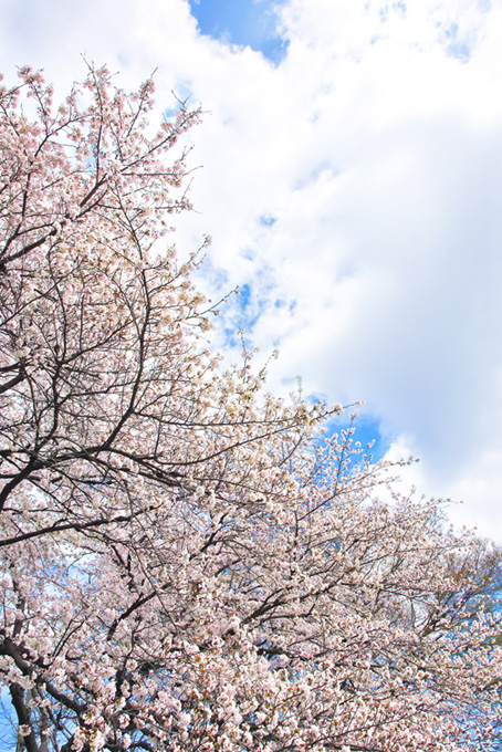 白い桜と大きな雲の空（桜 風景の背景フリー画像）