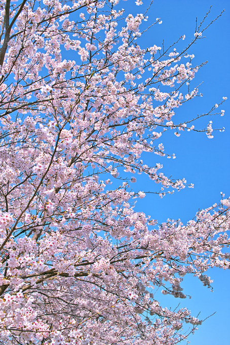 ピンクの桜の花と枝先の蕾（桜 開花の背景フリー画像）
