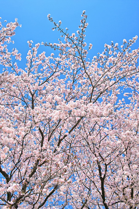 青空に向かって咲き始める桜（桜 開花の背景フリー画像）
