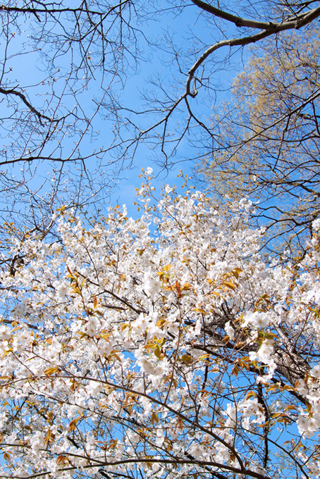 白い花が咲くヤマザクラの木（桜 木の背景フリー画像）