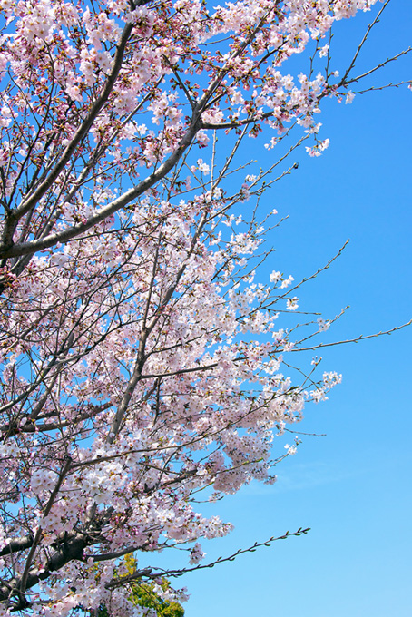 桜の花と枝先のつぼみ（桜 枝の背景フリー画像）