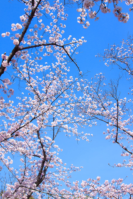 五分咲きのソメイヨシノ（桜 枝の背景フリー画像）