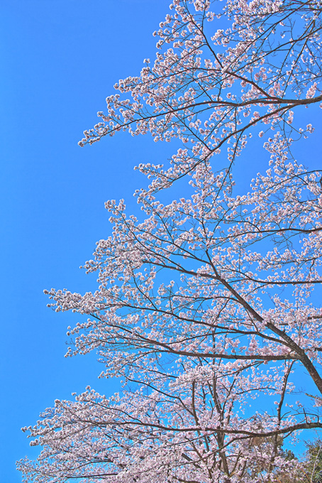 桜咲く春の空（桜 枝の背景フリー画像）