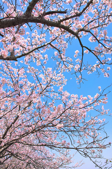 綺麗な青空と春の桜（桜 枝の背景フリー画像）