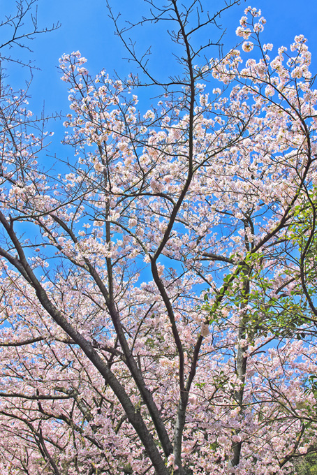 葉が混じる桜の木（桜 枝の背景フリー画像）