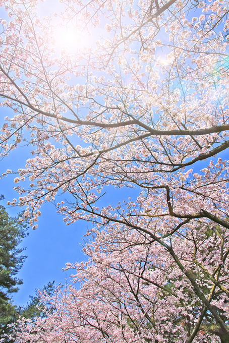 春の桜イメージ（桜 かっこいいの背景フリー画像）