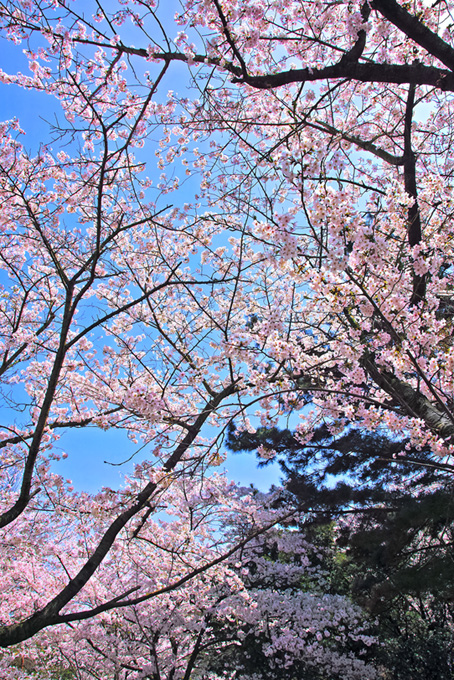 ピンクの花が咲く桜の木（桜 木の背景フリー画像）