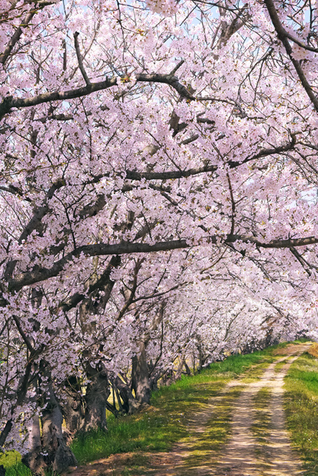 桜のトンネルと小道の春風景（桜 風景の背景フリー画像）
