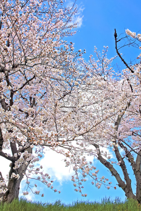 青空に咲く桜と春の若草（桜 風景の背景フリー画像）