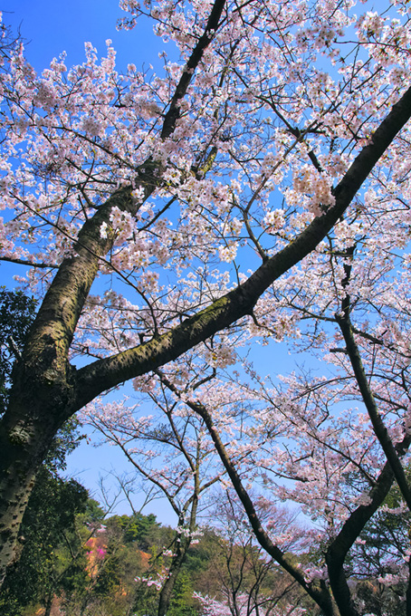 さくら咲く春の森（桜 木の背景フリー画像）