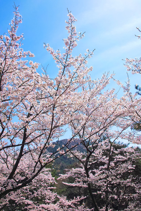 春の山に花咲く桜の木（桜 風景の背景フリー画像）