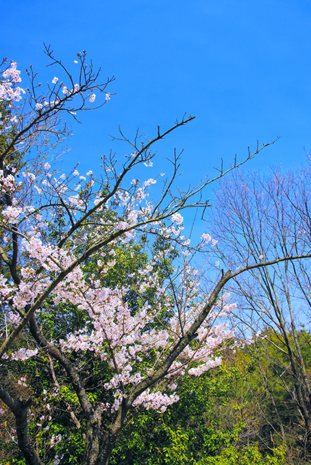 桜の花と枝先のつぼみ（桜 開花の背景フリー画像）