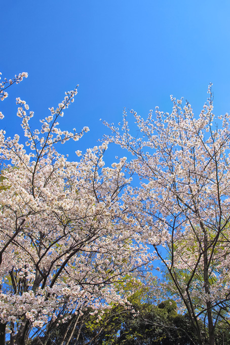澄み切った空に伸びる桜（桜 風景の背景フリー画像）
