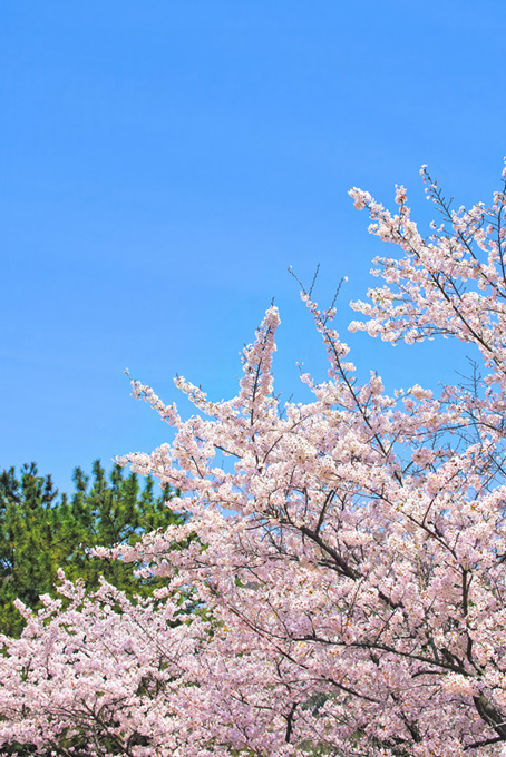 春の桜と青空の穏やかな風景（桜 風景の背景フリー画像）