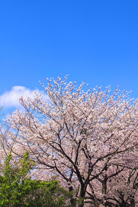 青空の下の桜と緑（桜 風景の背景フリー画像）