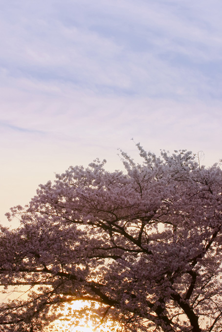 朝日と桜（桜 かっこいいの背景フリー画像）