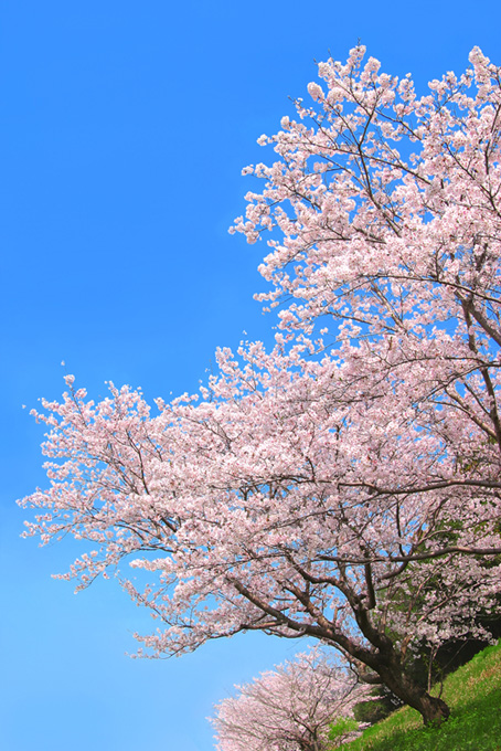 美しい桜と雲一つない青空（桜 風景の背景フリー画像）