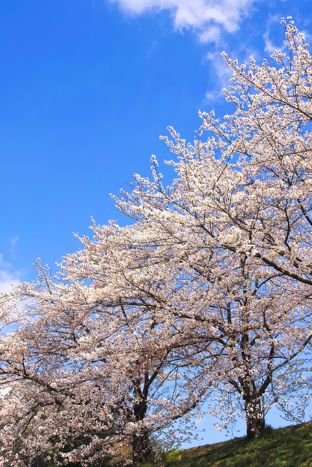 見上げる空と桜並木（桜 風景の背景フリー画像）