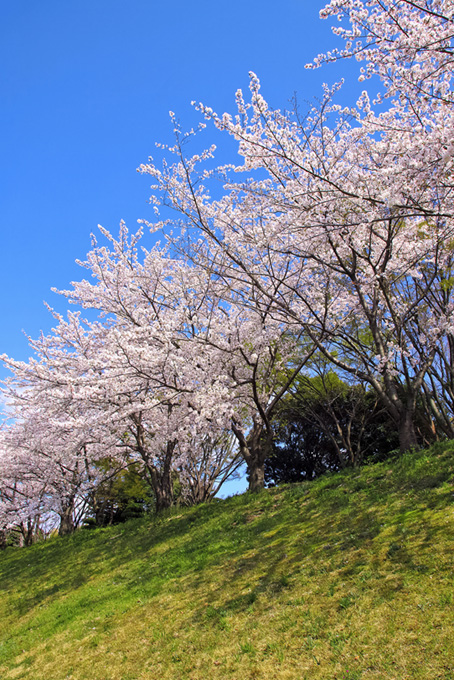 若草の土手に咲く桜と空（桜 風景の背景フリー画像）