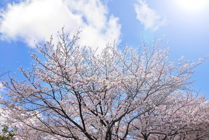 輝かしい太陽に伸びる桜（桜 太陽の背景フリー画像）