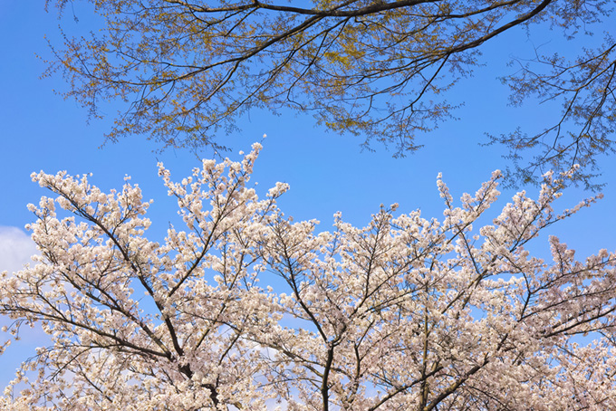 薄いピンクの桜（桜 高画質の背景フリー画像）