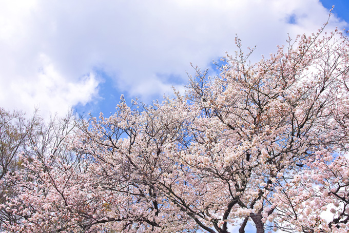 薄いピンクの桜（桜 枝の背景フリー画像）