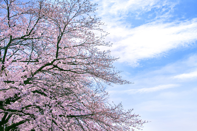 桜の木と遠くの空（桜 雲の背景フリー画像）