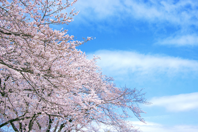 春の桜景色の写真（桜 写真の背景フリー画像）