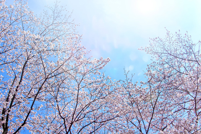 降り注ぐ光と桜の背景（桜 太陽の背景フリー画像）
