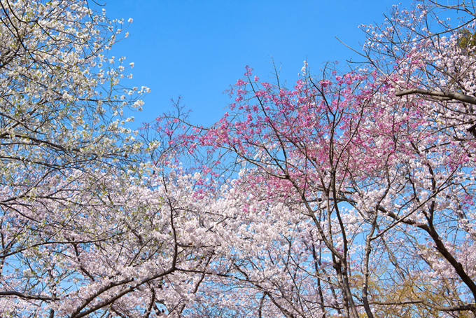 春の桜景色（桜 春空の背景フリー画像）