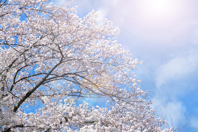 太陽とソメイヨシノの桜景色（桜 太陽の背景フリー画像）