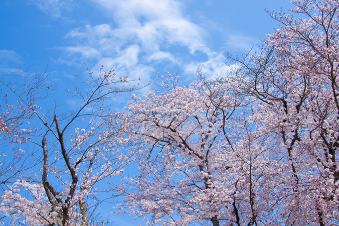 春の桜景色（桜 春空の背景フリー画像）