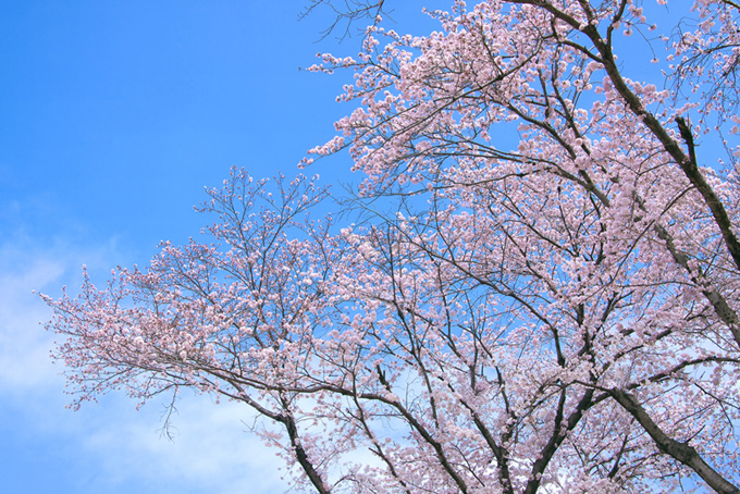 春の桜景色（桜 高画質の背景フリー画像）