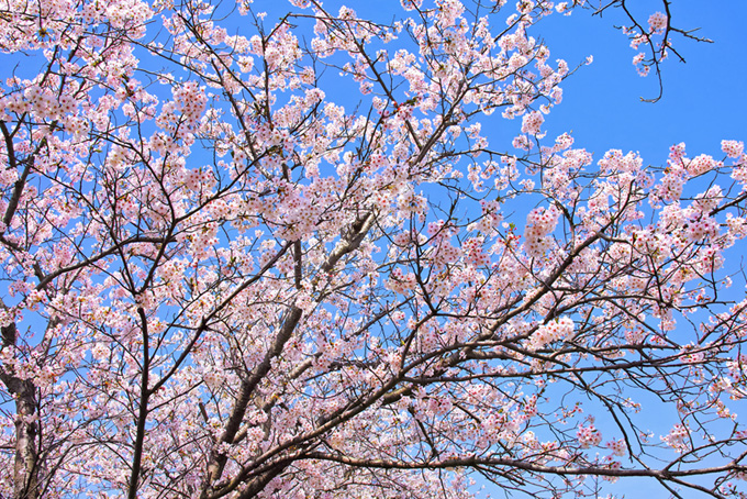 桜木と空の背景（桜 高画質の背景フリー画像）