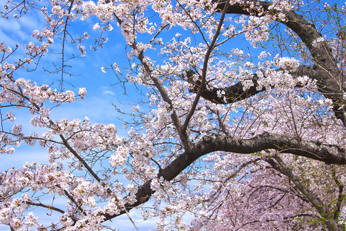 桜木と空の和風背景（桜 さくらの背景フリー画像）