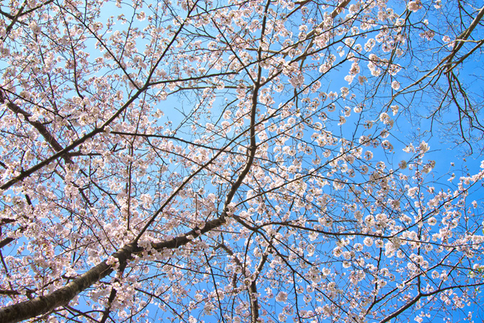 桜木と空の背景（桜 景色の背景フリー画像）
