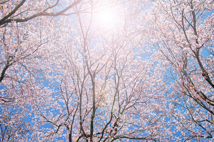 さくらの木と太陽が輝く背景（桜 太陽の背景フリー画像）