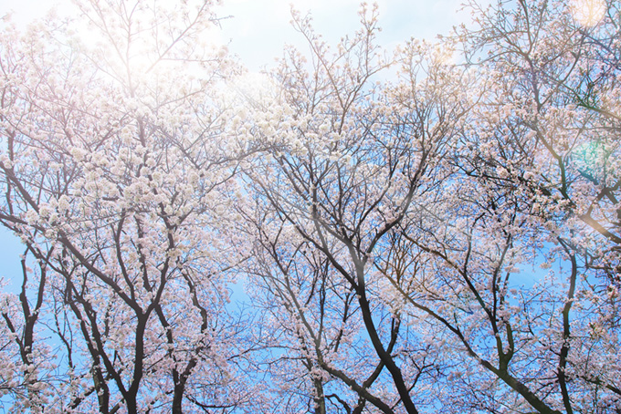 春の木洩れ日の桜風景（桜 太陽の背景フリー画像）