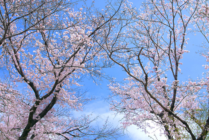 桜と空と雲（桜 景色の背景フリー画像）