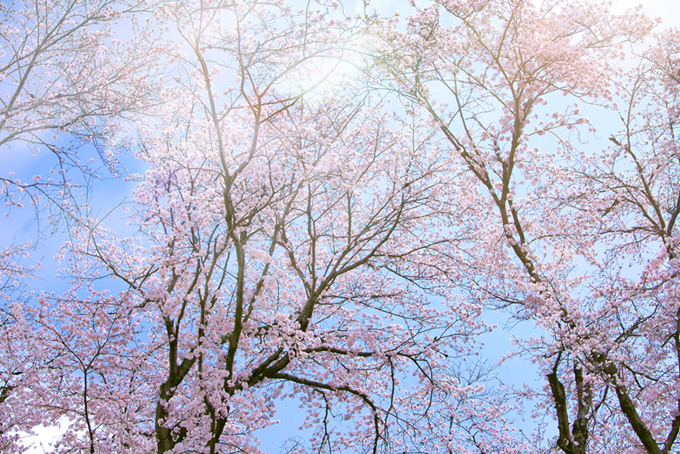 桜と空と雲（桜並木の背景フリー画像）