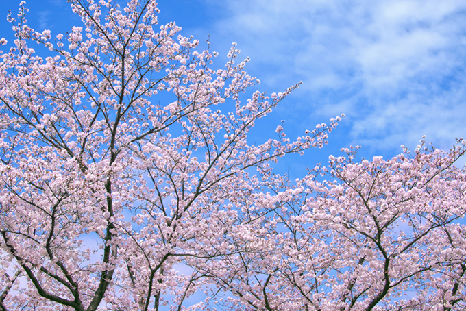 桜と空と雲（桜並木の背景フリー画像）