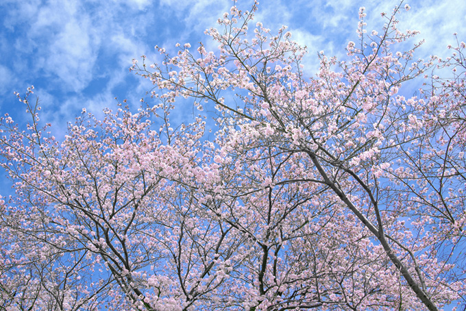 青と白の斑な空と桜（桜 雲の背景フリー画像）