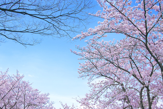 綺麗 画像 桜 【2022】東京で桜が楽しめる花見スポット42選！定番から穴場までおすすめを紹介｜じゃらんニュース