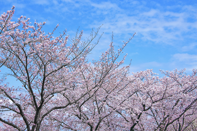 春の空と桜並木（桜 雲の背景フリー画像）