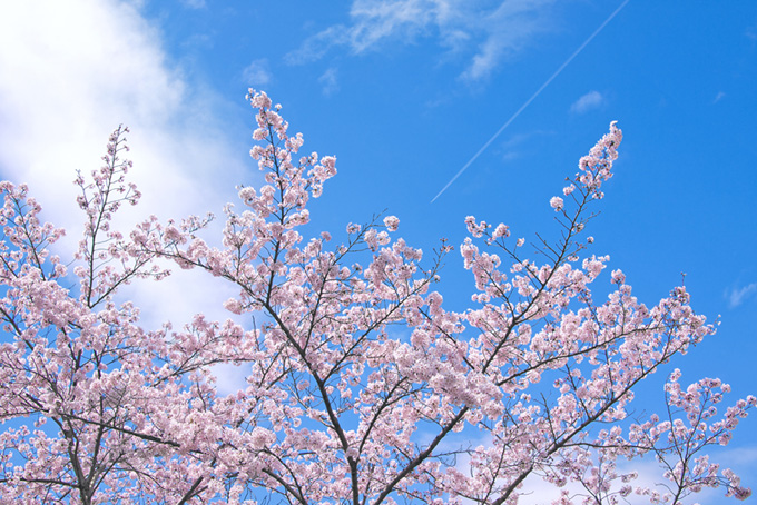 桜と遠くに見える飛行機雲（桜 さくらの背景フリー画像）