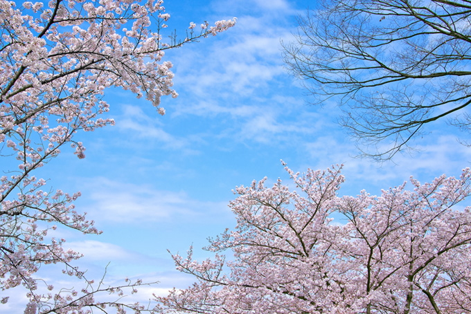 穏やかな春の日の桜景色（桜 さくらの背景フリー画像）