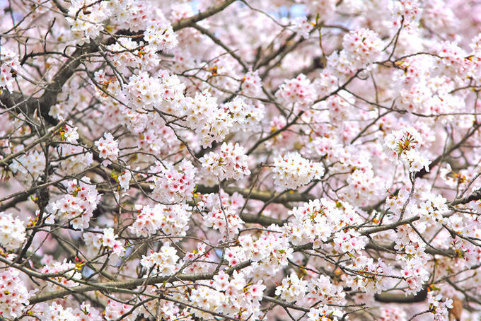 枝に可愛い花を付けた桜（桜 花の背景フリー画像）