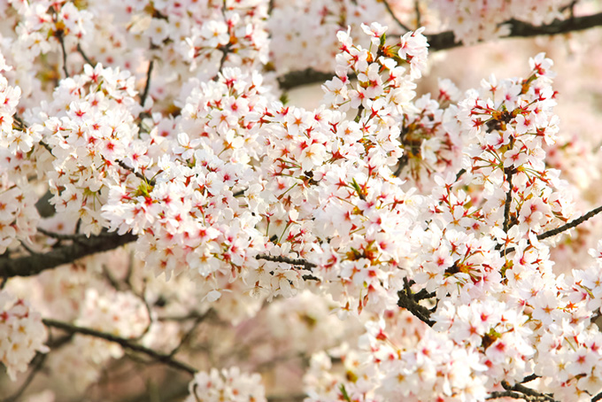 淡い光に染まる白い桜（桜 花の背景フリー画像）