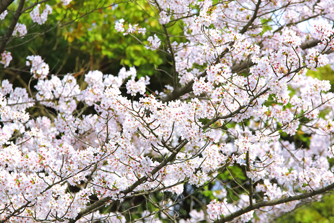 桜の花と新緑の背景（桜 花の背景フリー画像）