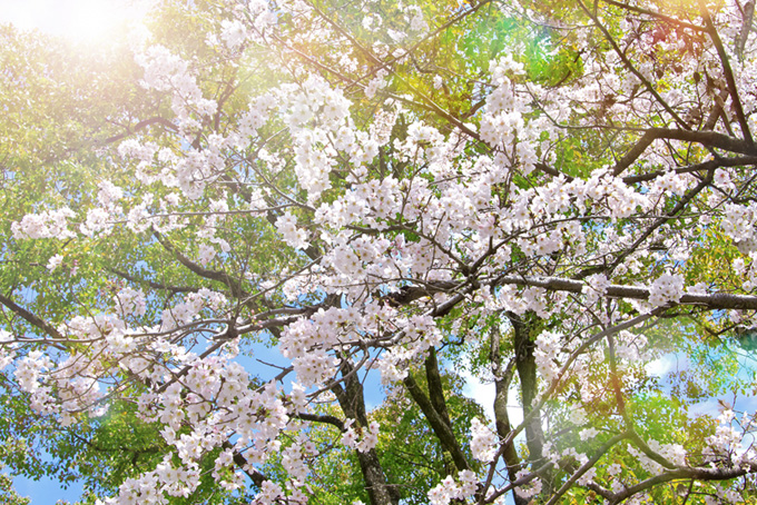桜の花の背景（桜 景色の背景フリー画像）